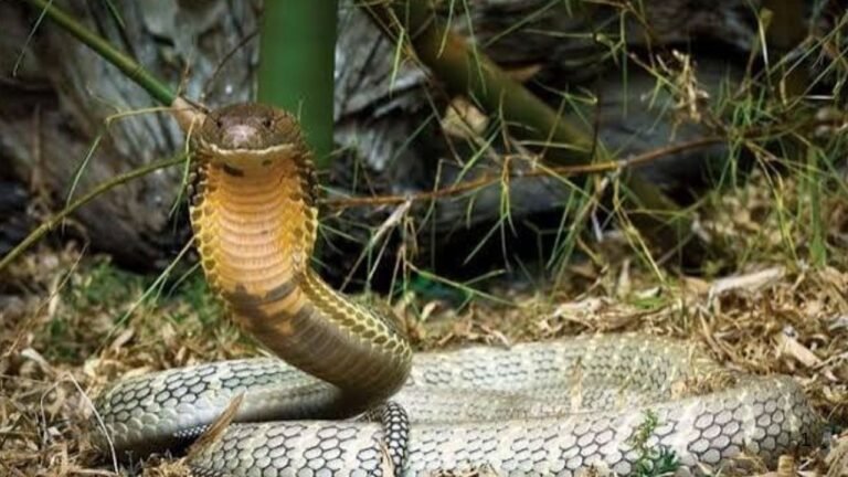 King Cobra